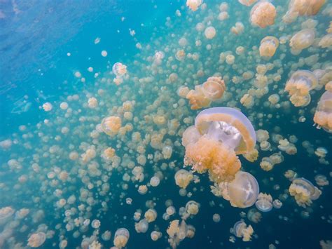 Golden Jellyfish During Migration // Jellyfish Lake, Palau… | Flickr