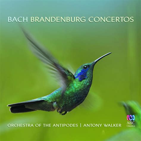 Bach: Brandenburg Concertos》- 群星的专辑 - Apple Music