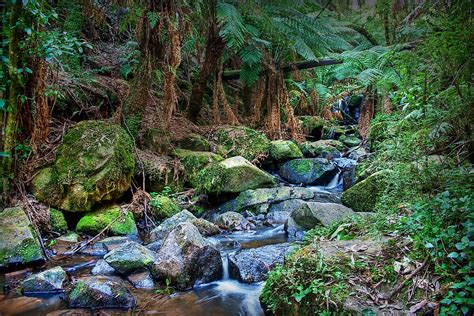 "Sherbrooke Creek, Dandenong Ranges National Park" by John Bullen ...