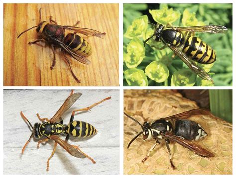 What Are Asian Giant Hornets, and Are They Really Dangerous? 5 Questions Answered - The Good Men ...