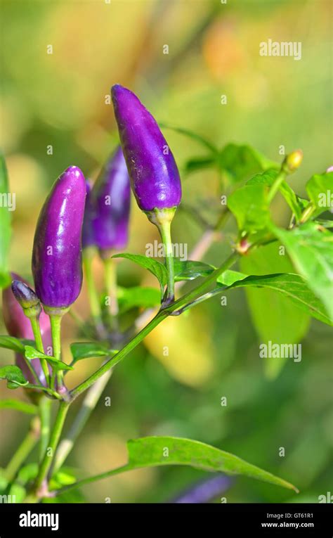 Purple bell pepper growing Stock Photo - Alamy