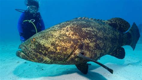 Grouper in the Gulf Of Mexico | Salty Knots Fishing