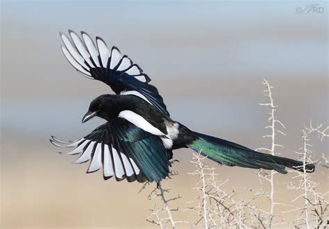 Black-billed Magpie (Pica hudsonia), North America More Pretty Birds ...