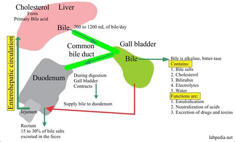 Urine Part 21:- Bile salts in The Urine (Bile Acid Metabolism ...