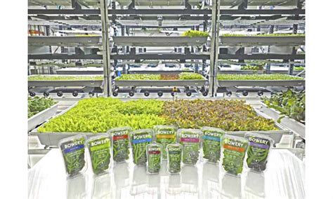 Bowery Opens Second Indoor Farm In New Jersey