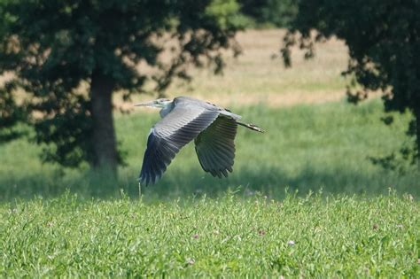 Grey Heron Flying Field - Free photo on Pixabay - Pixabay