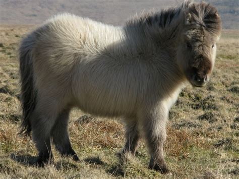 Best Dartmoor Wildlife, Dartmoor, Dartmoor National Park