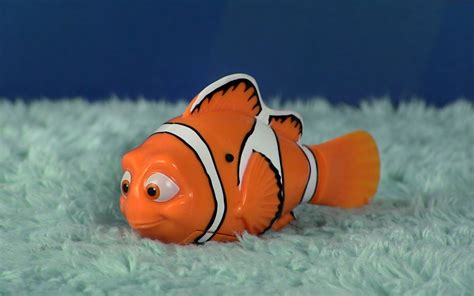 Finding nemo fish in the tank - internipod