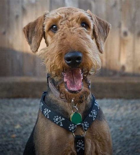 The Airedale Terrier Temperament - What You'll Love and Hate About Him