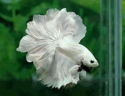 aquarium full moon fighter fish for sale at joes aquaworld mumbai 9833898901 FOR SALE ADOPTION ...