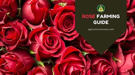 Rose Farming: Complete Guide On Farming Of Rose - Agriculture Review