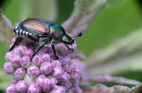 Japanese beetle, baby tree frog and white hairy fly | Backcountry ...