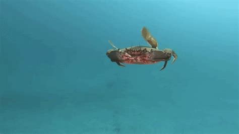 Underwater Crab Rave!! | GIF | Know Your Meme