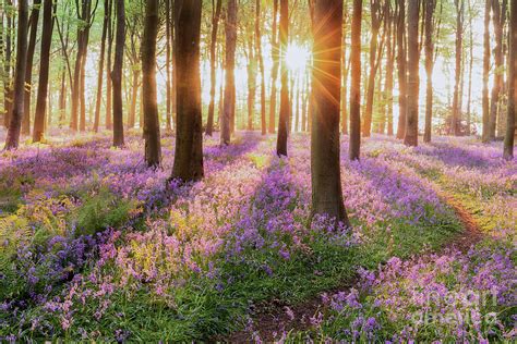 Bluebell forest path at sunrise Photograph by Simon Bratt - Fine Art America