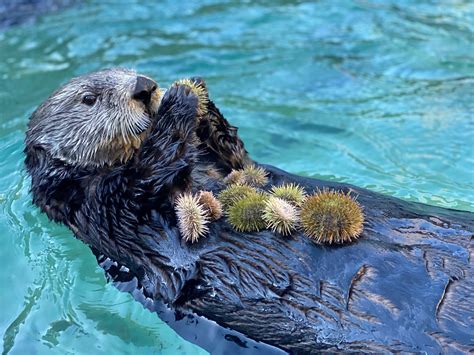 Hungry, hungry otters! Looking at captive sea otters to understand their wild counterparts ...