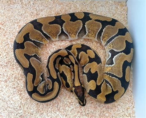 Enchi Blade Het Clown Ball Python by TC Reptiles - MorphMarket