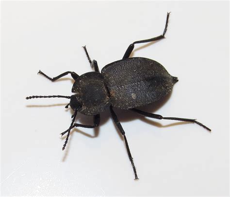 Bug Eric: ID Tip: Ground Beetle or Darkling Beetle?