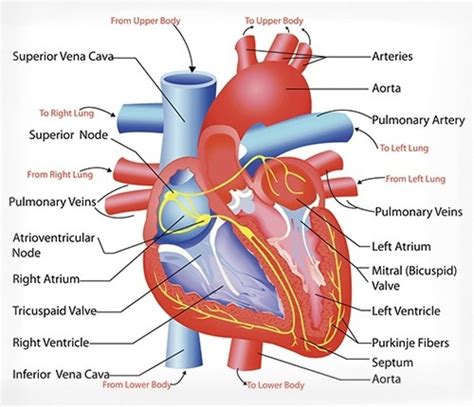 Cardiovascular System Heart Diagram Heart Anatomy Heart Diagram | Images and Photos finder