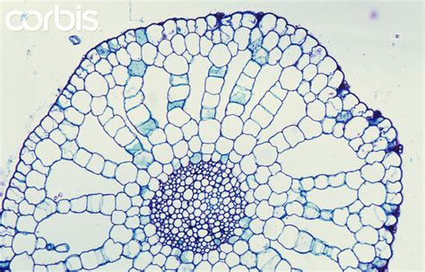 Hydrophytes - Plant Water Balance