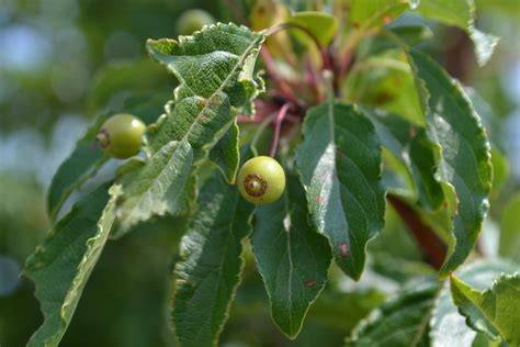 Green Crab Apple Tree