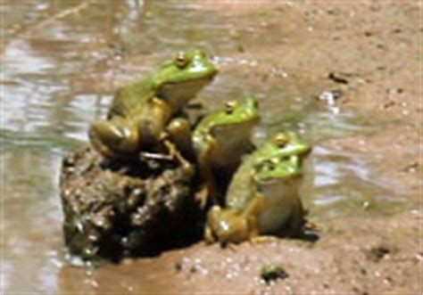 Sounds of American Bullfrog - Lithobates catesbeianus