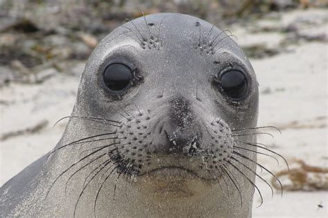 Northern Elephant Seal | NOAA Fisheries