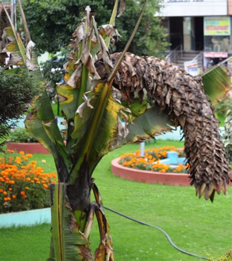 Ensete ventricosum (Cultivated) – eFlora of India