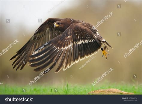 Spotted-eagle Images, Stock Photos & Vectors | Shutterstock