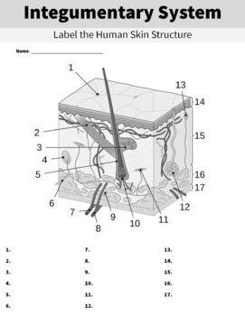 Integumentary System Diagram For Kids