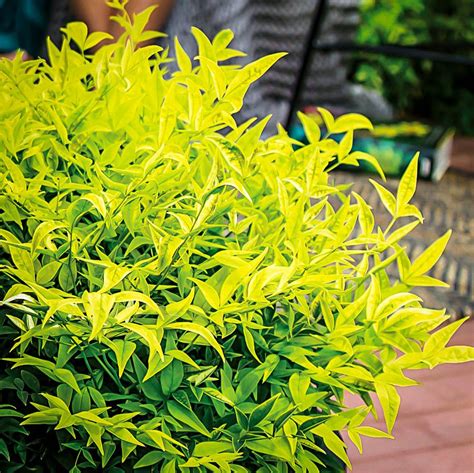 Lemon-Lime Nandina in 2020 | Lemon lime nandina, Lemon lime, Small shrubs