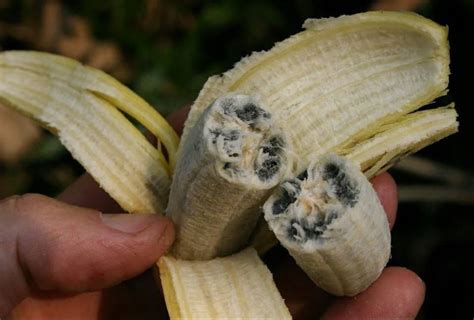 This banana with seeds : oddlyterrifying