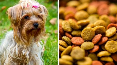 The Best Dog Food for Yorkies (Review) in 2022 - The Great Pets