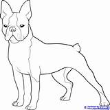 Boston Terrier Coloring Pages Printable  Home sketch template