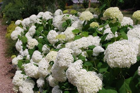 Hydrangea Arborescens Annabelle | Emerald Plants