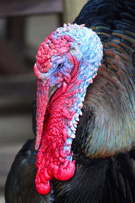 2 Male Gobbler Turkeys With Beard Stock Image - Image of mating, long: 62894655