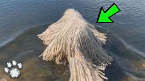 When the Floating Mop Turned Out to Be a Living Creature, it Stunned the Locals, What Was It ...