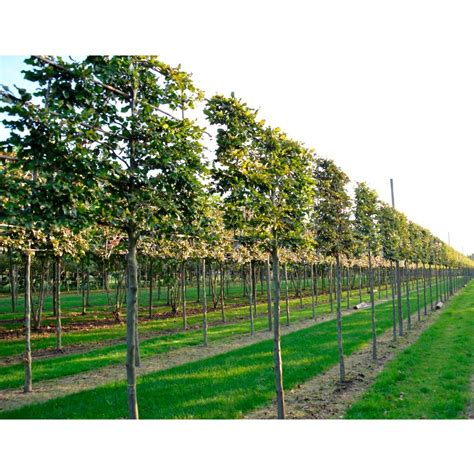 Pleached Beech Trees | Pleached Beech Hedging | Ornamental Trees