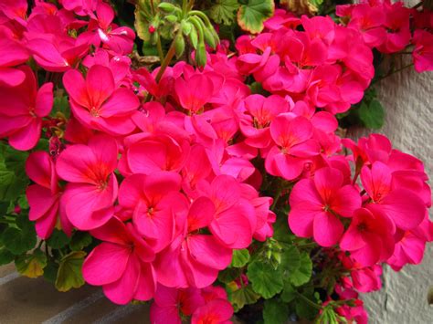 bright pink geraniums | Pink geranium, Wedding flowers, Geraniums