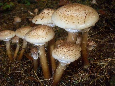 Armillaria ostoyae, Dark Honey Fungus