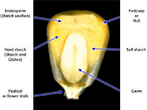 Structure of maize kernel (Source: www.fao.org). | Download Scientific ...