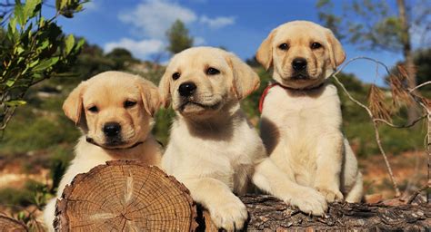 Labrador Retriever Puppies and Dogs for sale near you