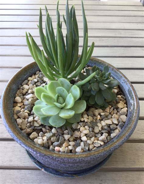 10+ Succulent Gardens In Pots - DECOOMO