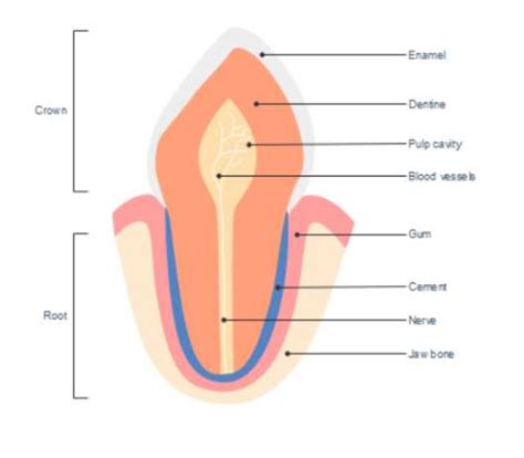 Incisor Teeth: Everything You Need to Know - Web DMD