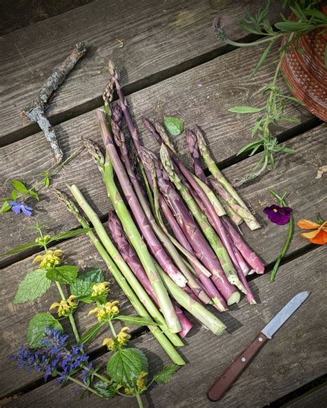 Harvesting Asparagus – Spring Bird