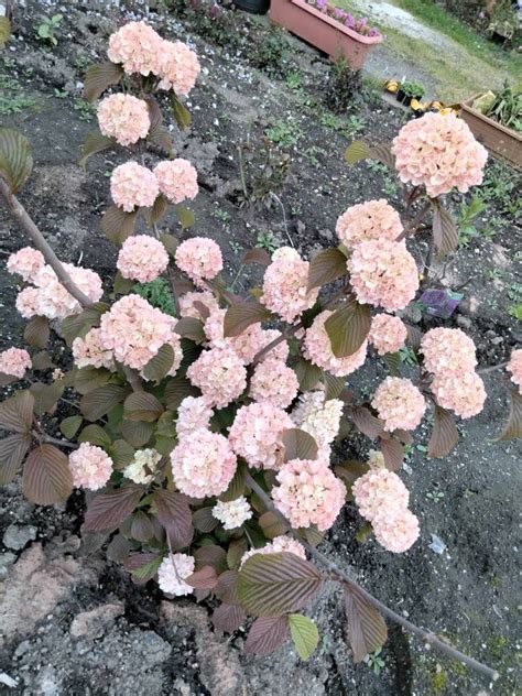 Pink Snowball Tree mary Milton Japanese Pink Snowball Viburnum Unique Beauty. 4' Feet Tall. 1 ...