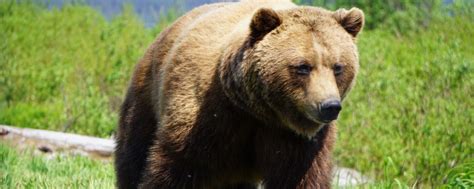 Wildlife Viewing --- from Visit Anchorage | Wildlife, Alaska wildlife, Bear fishing