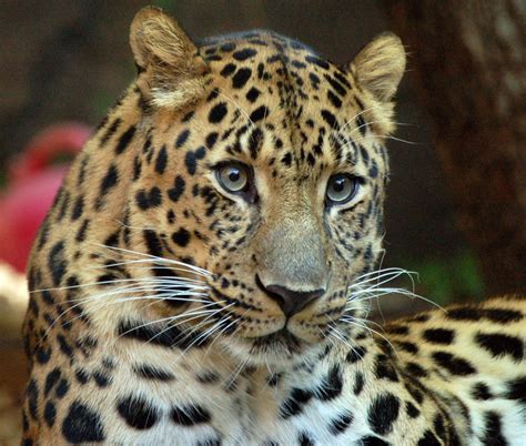 Let Us Help Save Our Planet!: Amur Leopard - A Critically Endangered ...