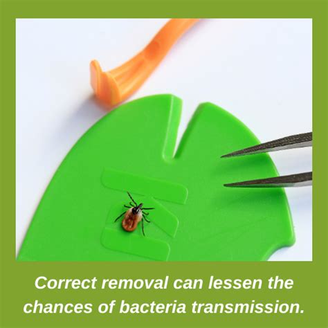 Lyme Disease UK Online Support - How to Correctly Remove a Tick