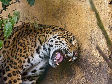 Angry Jaguar Wallpapers - Top Free Angry Jaguar Backgrounds - WallpaperAccess