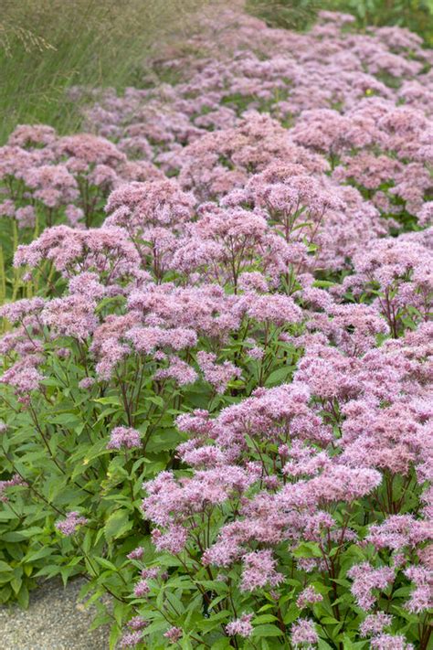 Eupatorium 'Purple Blush' | DutchGrown™ UK